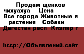 Продам щенков чихуахуа  › Цена ­ 10 000 - Все города Животные и растения » Собаки   . Дагестан респ.,Кизляр г.